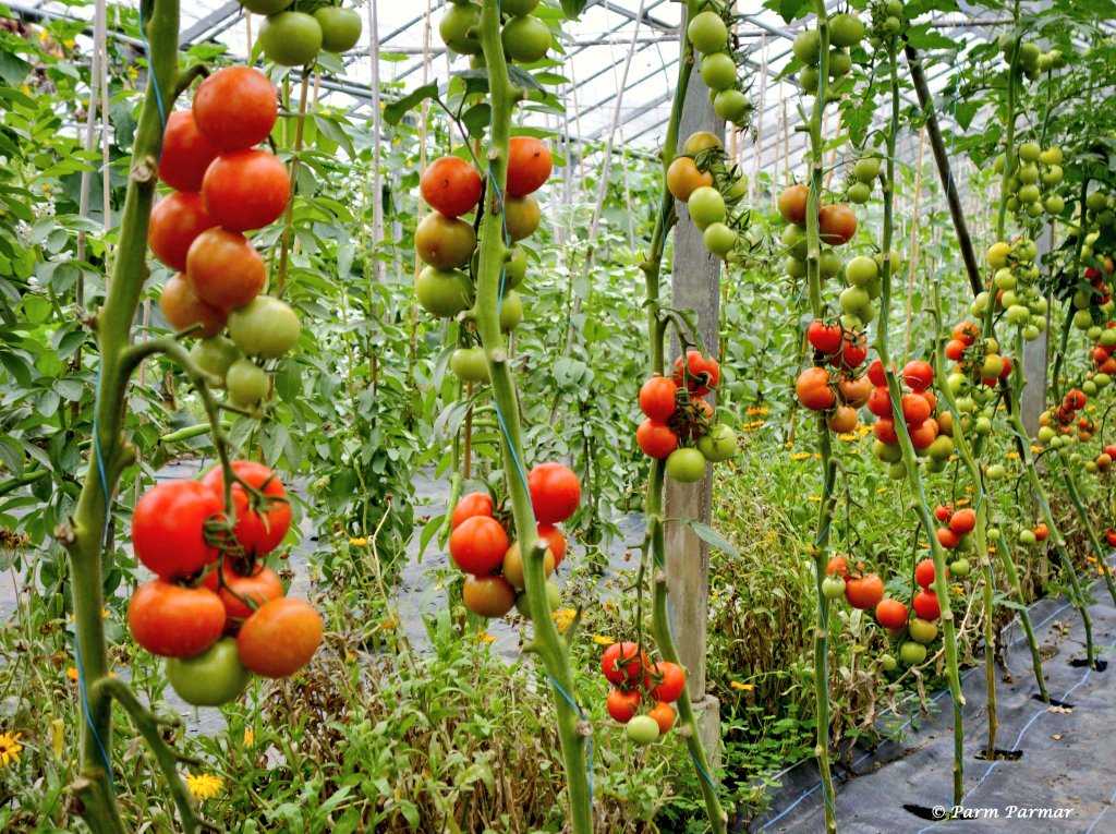 15 секретов выращивания томатов в открытом грунте