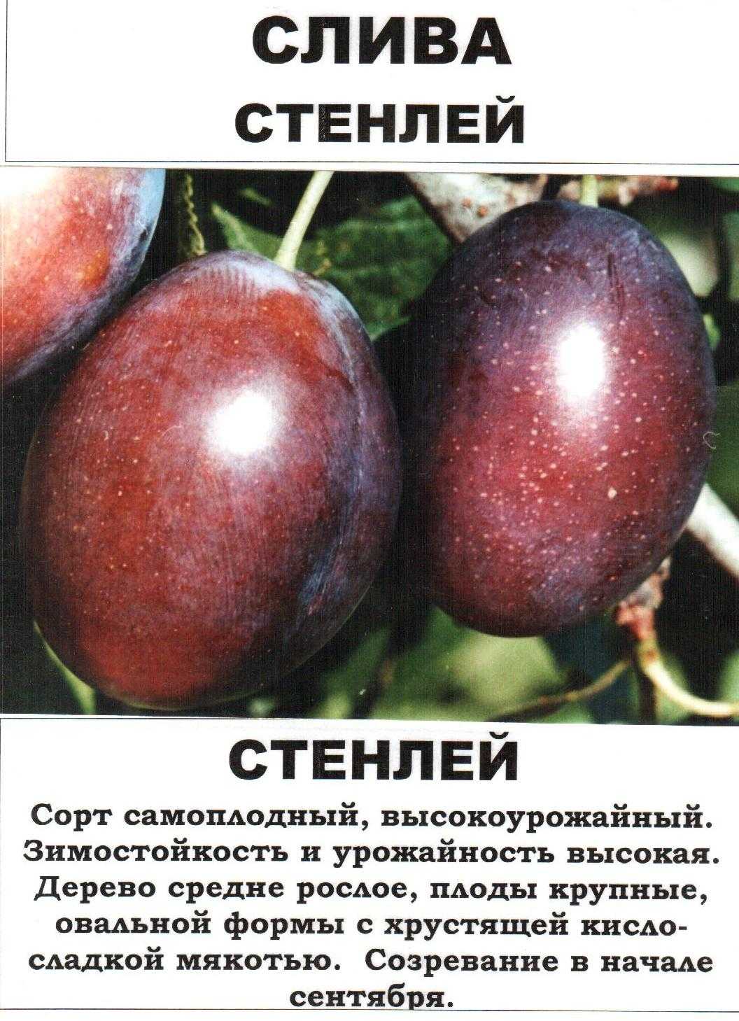 Слива богатырская: описание сорта и его характеристика, достоинства и недостатки, особенности посадки и ухода + фото и отзывы
