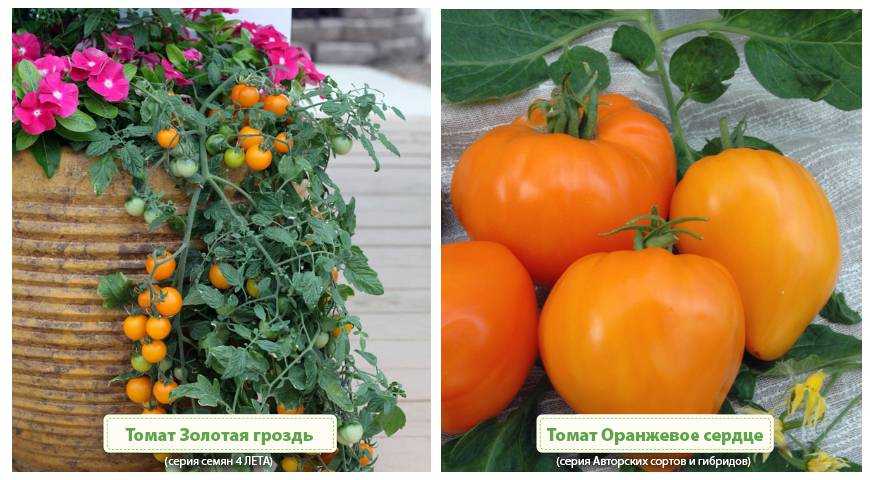 Лучшие сорта томатов для теплицы из поликарбоната