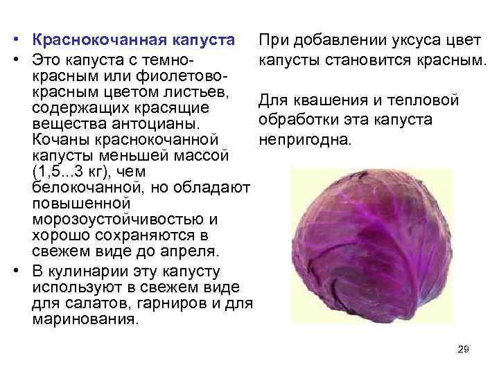 Капуста: виды, описание 33 лучших сортов | (фото) +отзывы