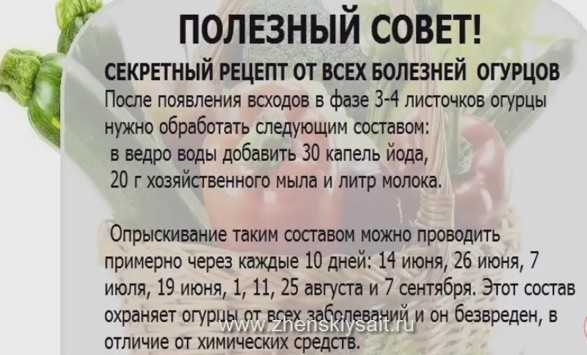 Йод для растений в огороде: удобрение, стимулятор и защита от болезней