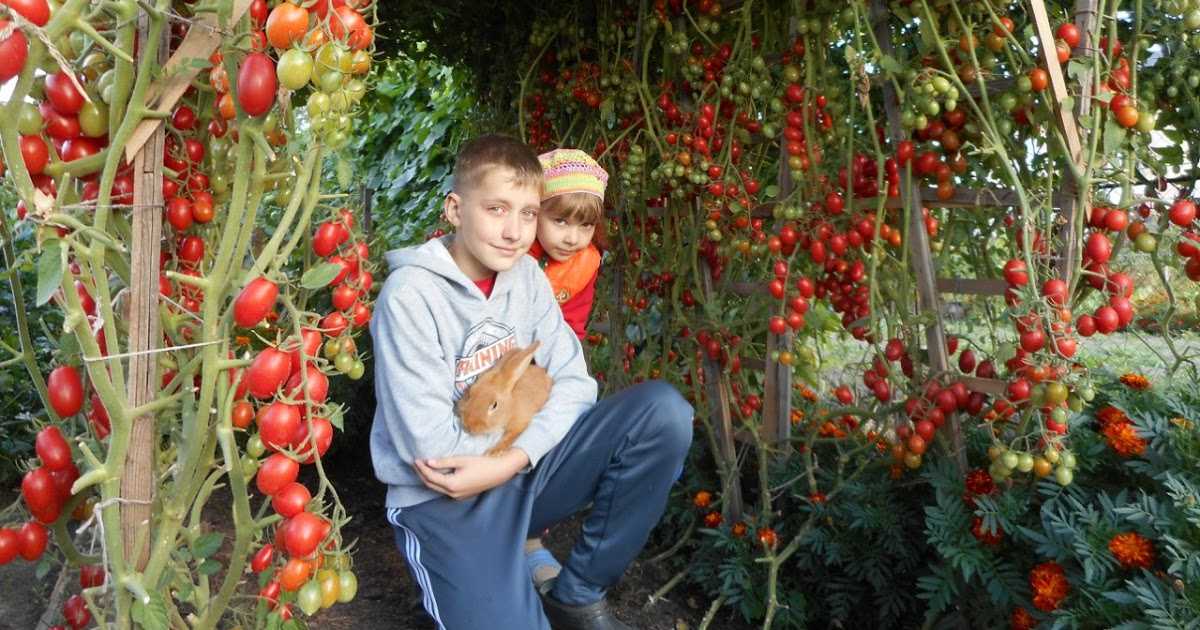 Выращивание томатов: советы огородников по агротехнике выращивания помидор, чтобы получились крупными и сочными, способы и методы