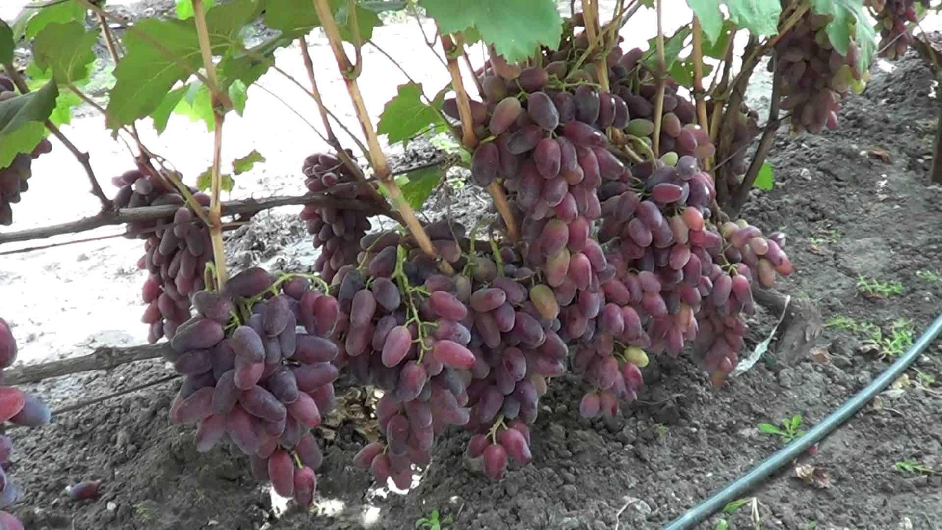 Виноград изабелла - описание сорта, чем полезен, посадка и уход