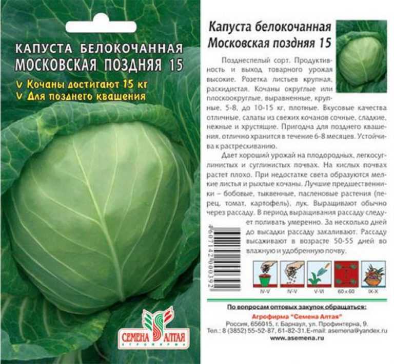 Капуста колобок: описание и характеристика сорта, достоинства и недостатки, особенности посадки и ухода + фото и отзывы