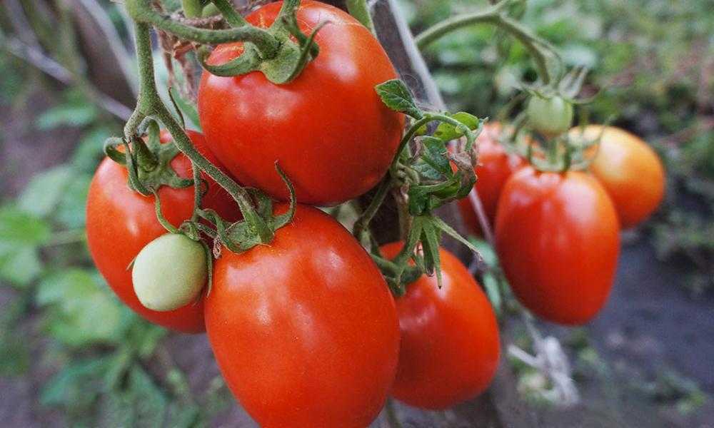 Томат рио гранде: отзывы, фото, урожайность
