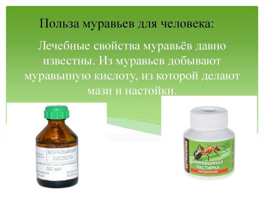 Садовые муравьи: чем полезны и возможный вред