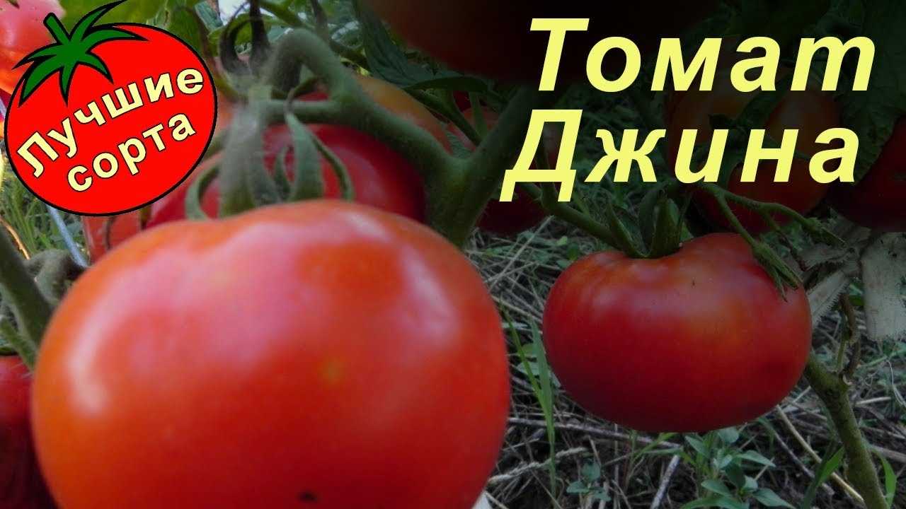 Томаты джина и джина тст: характеристика и описание сортов, правила выращивания