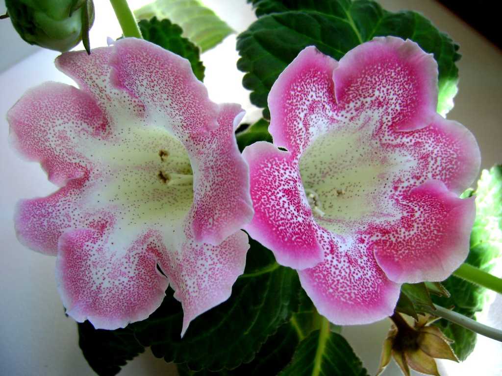 Домашний цветок глоксиния фото и уход за ними