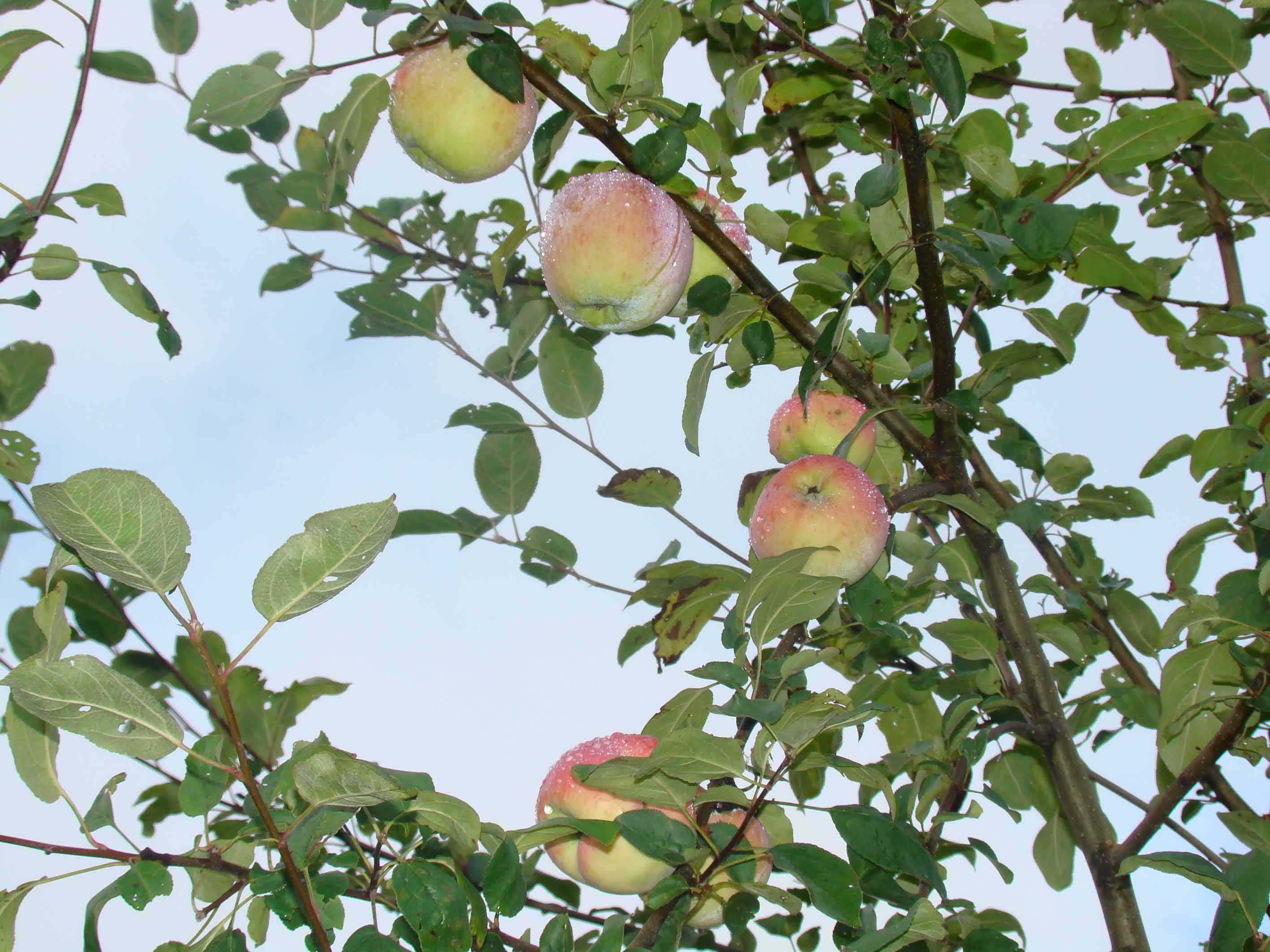 Как цветет яблоня мельба фото