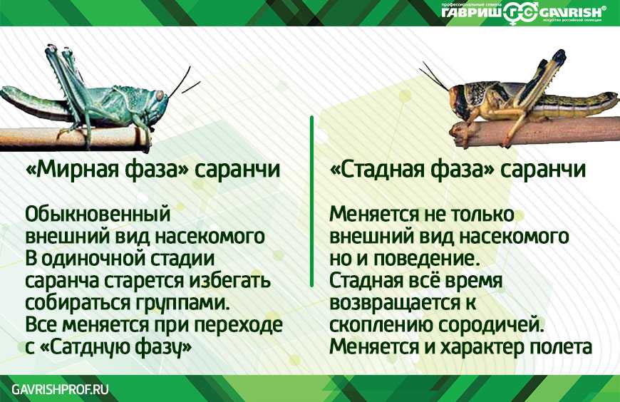 Какое превращение у саранчи