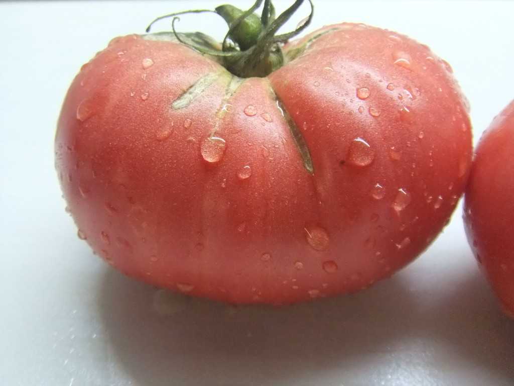 Розовый помидор сорта фото