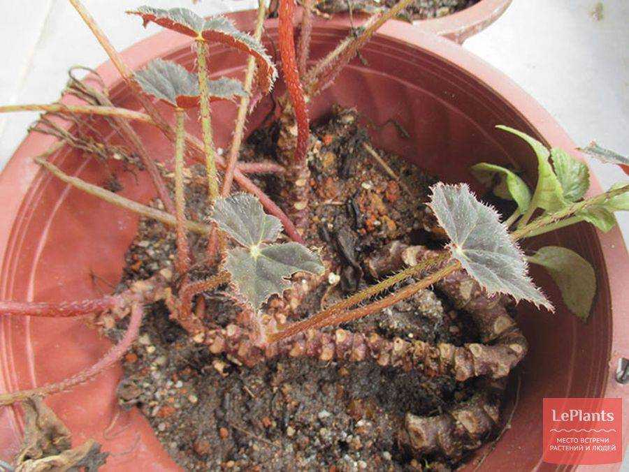 Размножение клубневой бегонии листом в домашних условиях фото пошагово