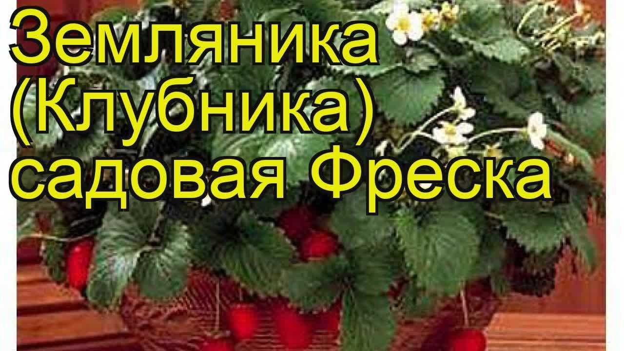 Выращивание ремонтантной клубники в открытом грунте