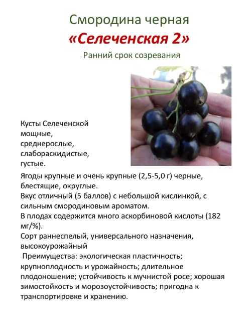 Чем отличаются сорта черной смородины селеченская и селеченская-2