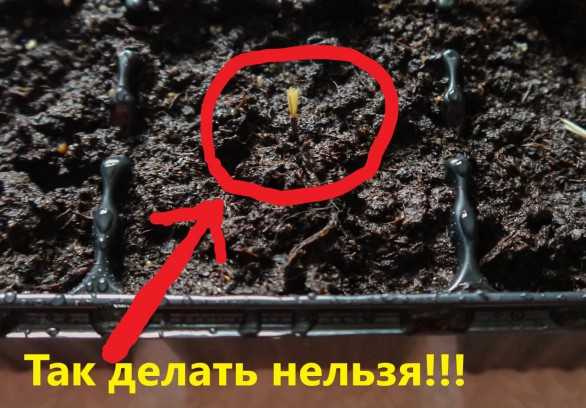 Когда сажать бархатцы на рассаду в открытый грунт или в теплицу — сроки посадки, уход