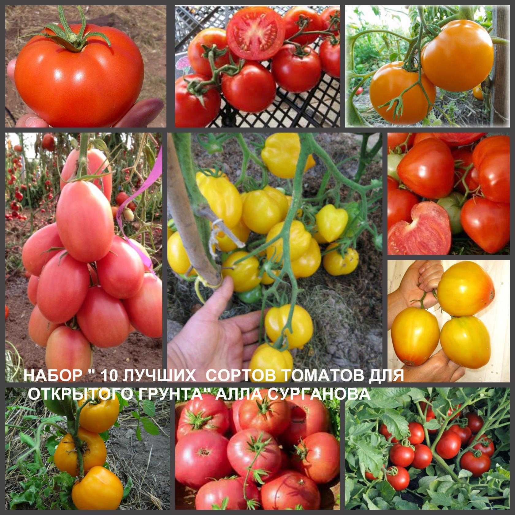 Ранние сорта томатов для Урала низкорослые