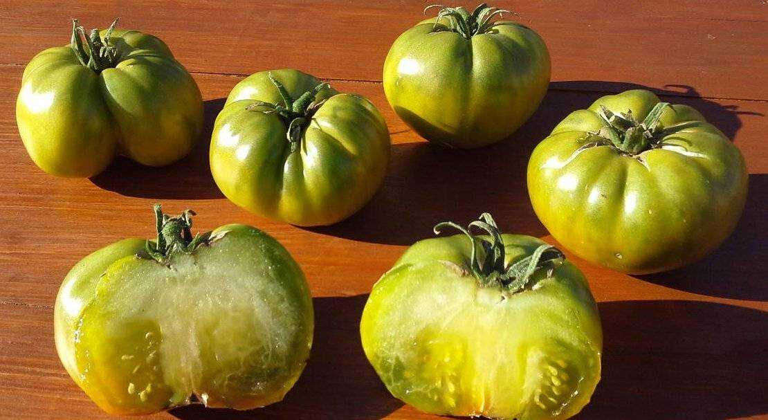 Удивительный сорт помидоров зеленого цвета — томат «болото» для настоящих гурманов