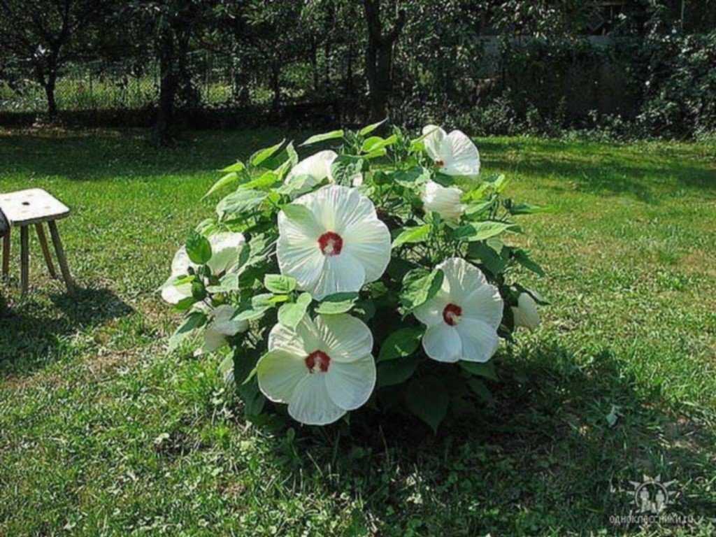 Гибискус травянистый: фото в саду, как зимует? selo.guru — интернет портал о сельском хозяйстве