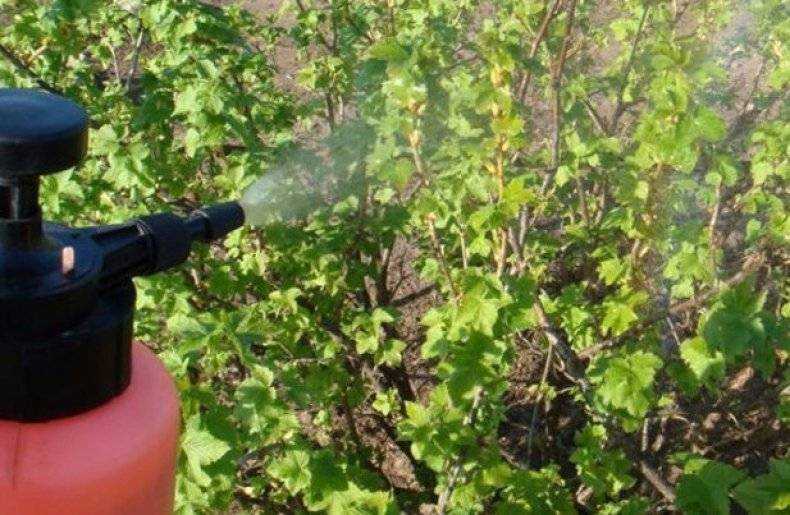 ✅ малина сорта утренняя роса (порана роса): описание, особенности выращивания, урожайность, отзывы, фото - tehnoyug.com