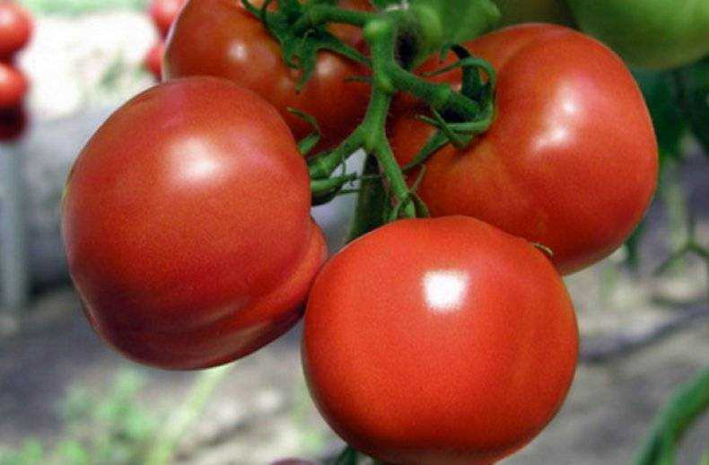 Характеристика и описание сорта томата полфаст, его урожайность