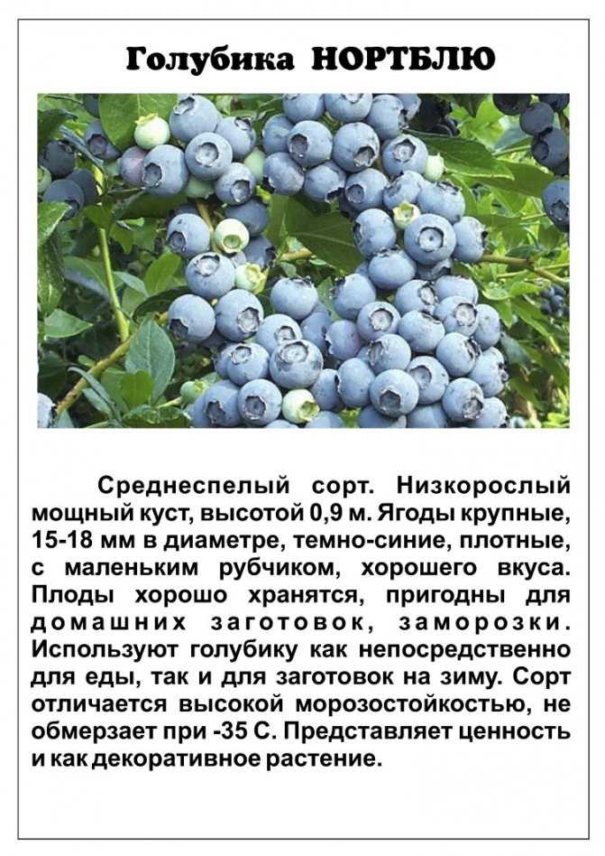 Голубика высокорослая: посадка и уход, описание сортов, размножение