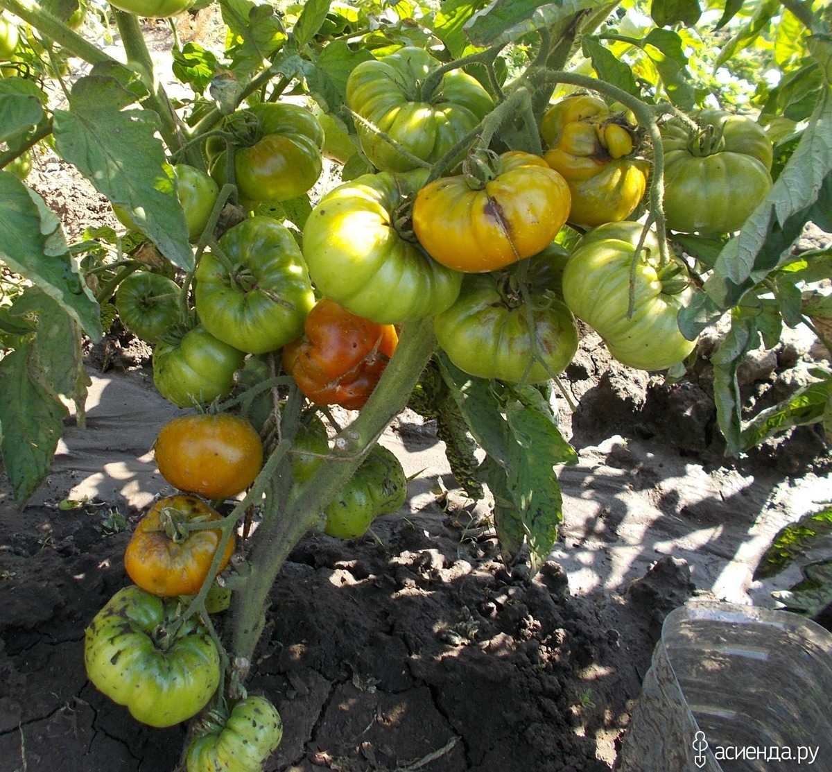 Зеленые томаты: что скрывается за необычным внешним видом