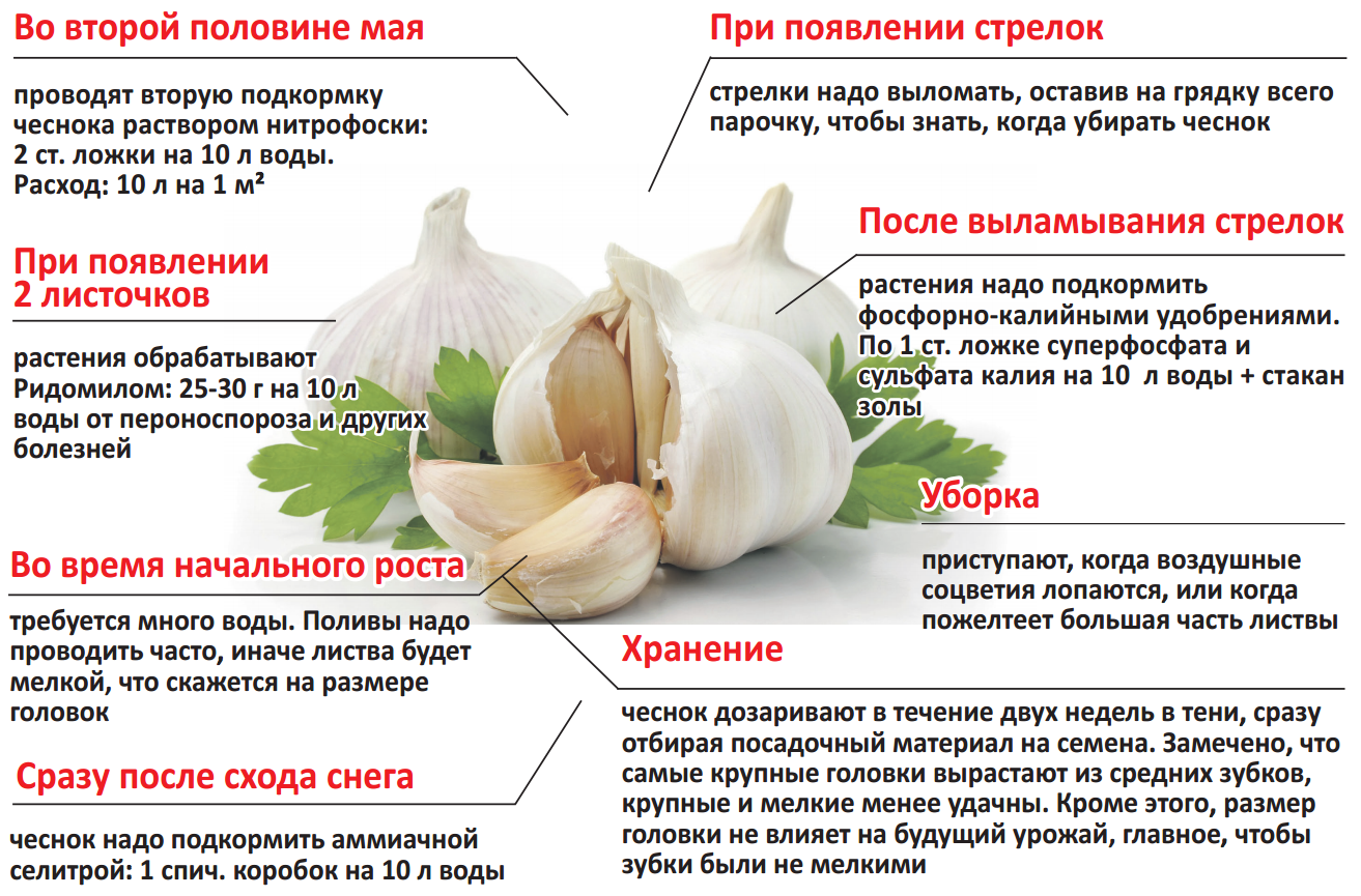 Когда убирают капусту с огорода в подмосковье: сроки сбора в разных регионах, особенности уборки на зиму, пошаговая инструкция
