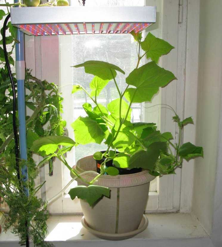 Как посадить и вырастить помидоры на подоконнике и балконе в горшках пошагово с фото