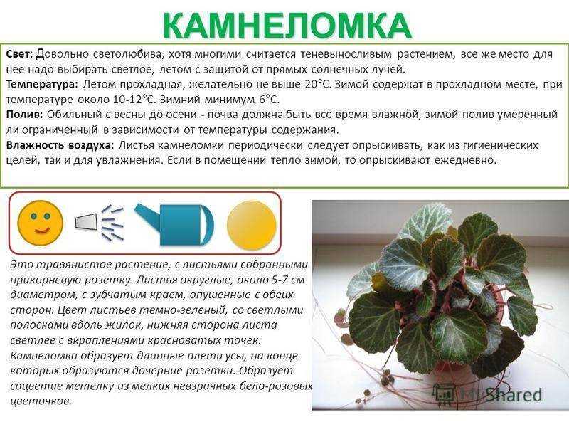 Anita пеларгония: описание и фото цветка, посадка и уход