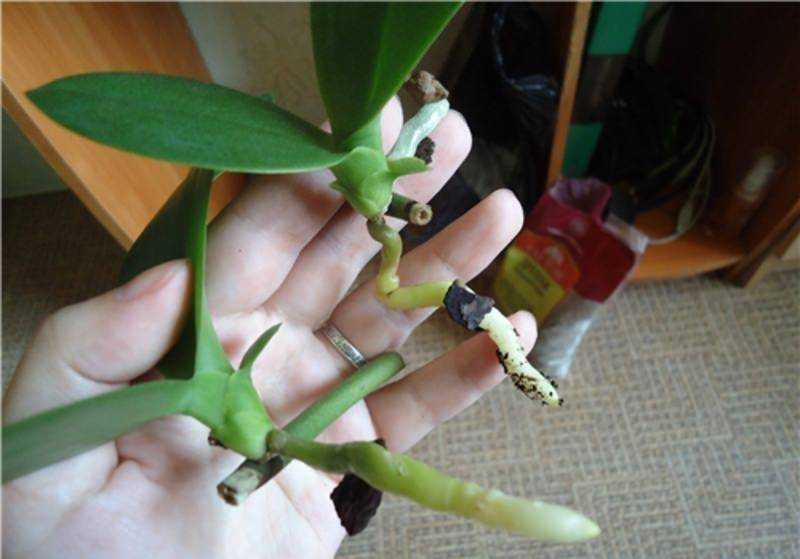 Как получить детку от орхидеи в домашних условиях фото пошагово