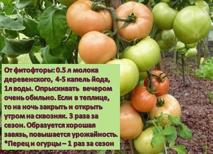 Подкормка томатов в теплице какие удобрения. Помидоры в огороде. Опрыскать помидоры от фитофторы. Обработка томатов от фитофторы в открытом грунте. Обработать томаты от фитофторы.