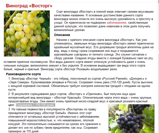 Виноград аттика: отзывы, фото, описание сорта, выращивание, посадка и уход, урожайность