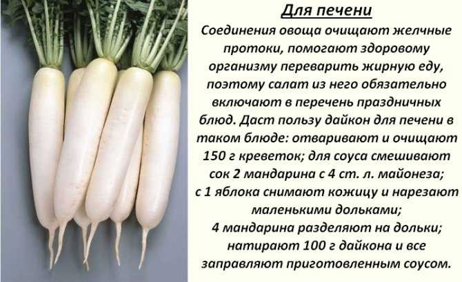 Статья о полезных свойствах белой редьки дайкон, а также о вреде от неправильного применения и противопоказаниях Чем богата для организма человека и какая калорийность на 100 грамм Рассмотрим, как принимать для здоровья и можно ли с медом