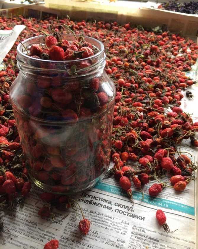 Как собирать и сушить шиповник на зиму в домашних условиях?