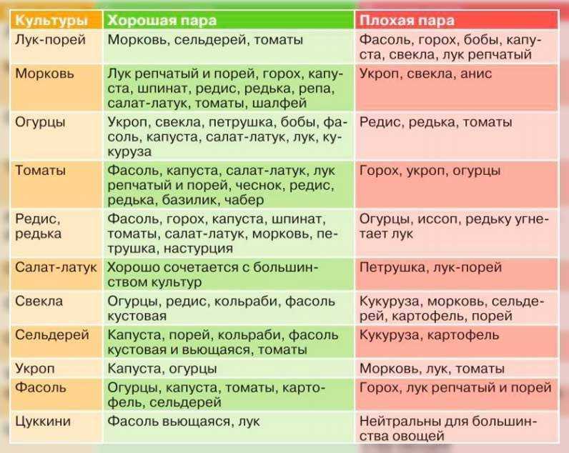Помидоры, перцы и огурцы в одной грядке — что можно сажать рядом и как это влияет на урожай
