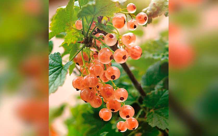 Смородина красная голландская розовая описание сорта фото