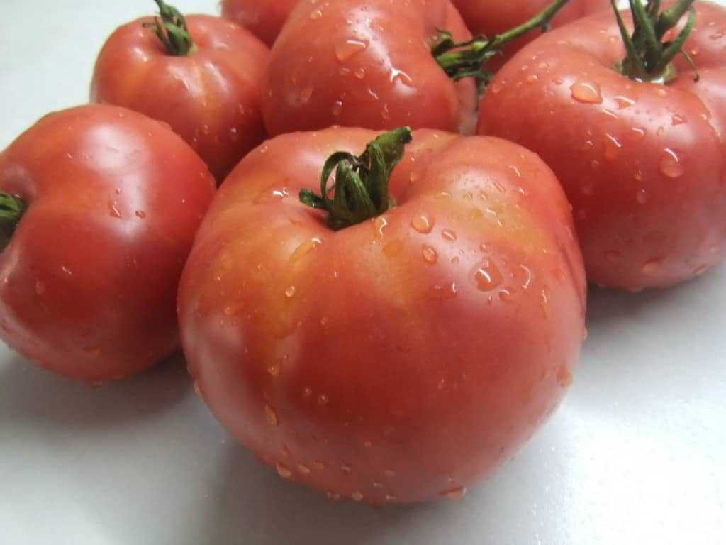 Томат малиновка: описание сорта, отзывы, фото