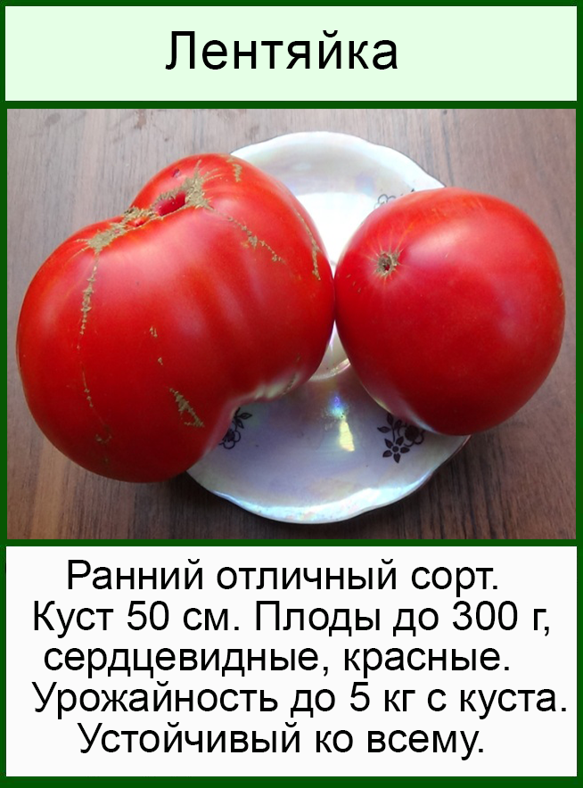 Томат лентяйка – подарок от сибирских селекционеров
