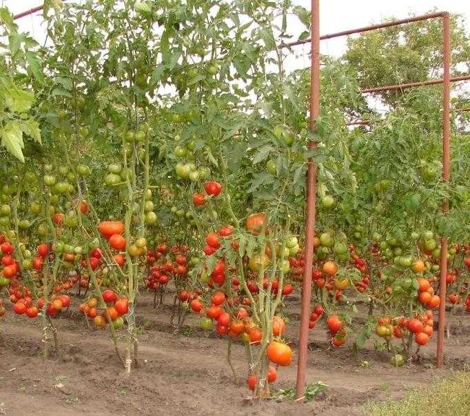 Как привязать помидоры в открытом грунте фото
