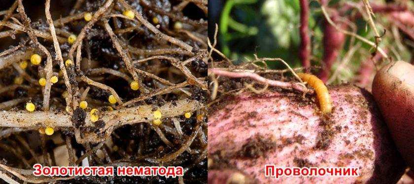 Нематода картофеля: виды, методы борьбы и профилактики