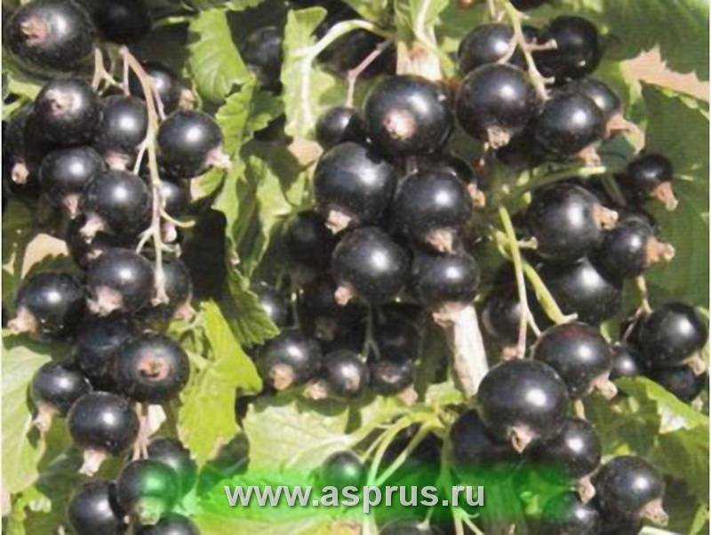 15 лучших сортов чёрной смородины