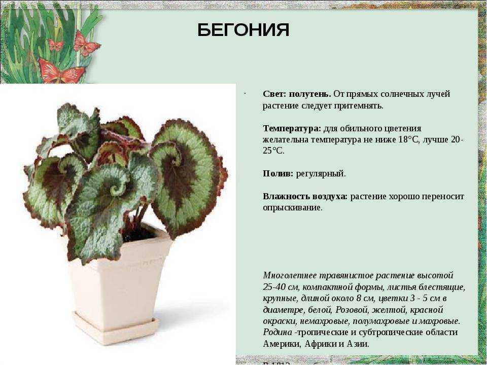 Как ухаживать за цветком бегония в домашних условиях :: инфониак