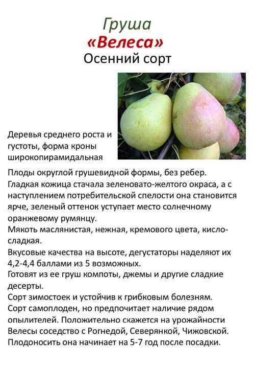Груша велеса: описание сорта, характеристики, отзывы и фото