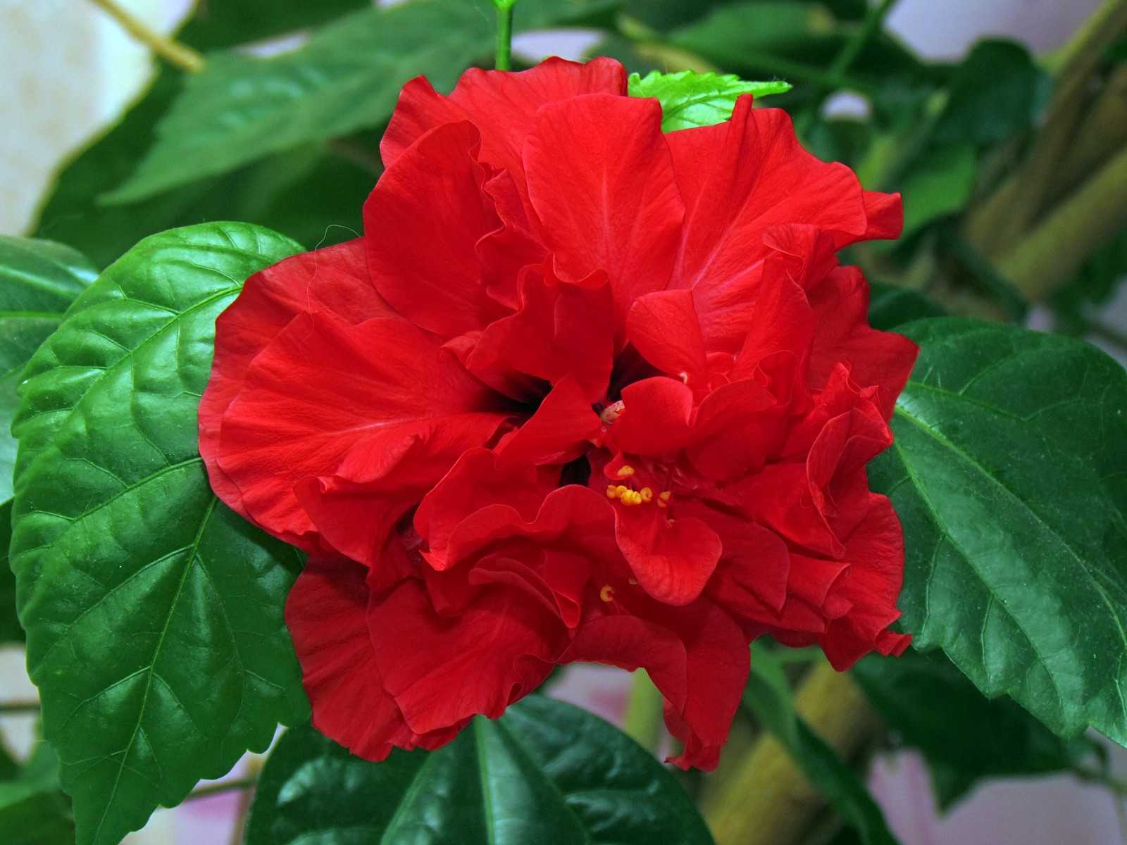 Родовое название китайской розы 8 букв. Гибискус Бенджамина. Гибискус китайский Розан.