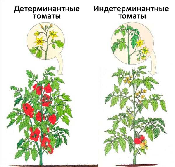 Индетерминантные томаты схема посадки