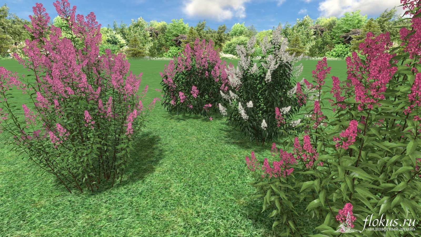 Спирея билларда: описание растения, посадка и уход, применение в ландшафтном дизайне, обрезка после цветения, как избавиться от растения в саду