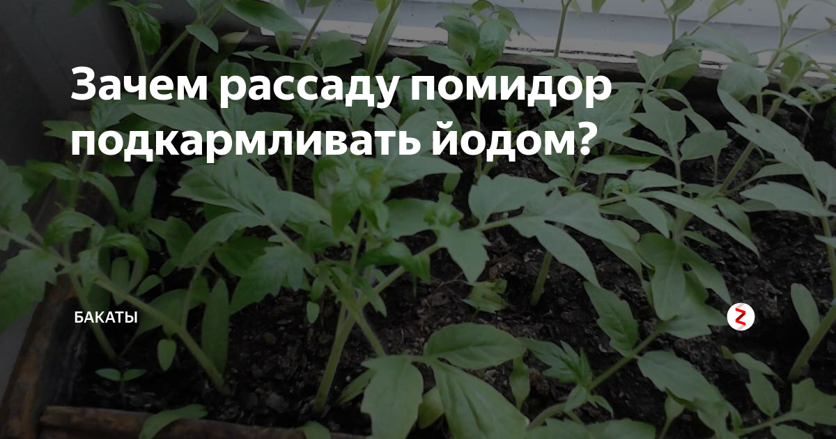 Подкормка рассады помидоров в домашних условиях