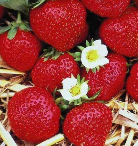 Клубника искушение: характеристика и описание сорта, выращивание и уход, фото