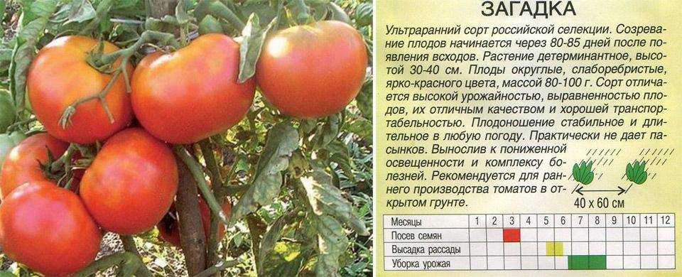 Самые урожайные сорта помидоров для открытого грунта
