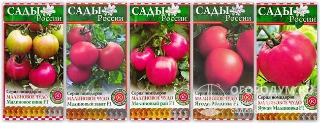 Томат малиновый звон